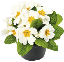 Primulă Primula acaulis albă cu mijloc galben în ghiveci de plastic negru.