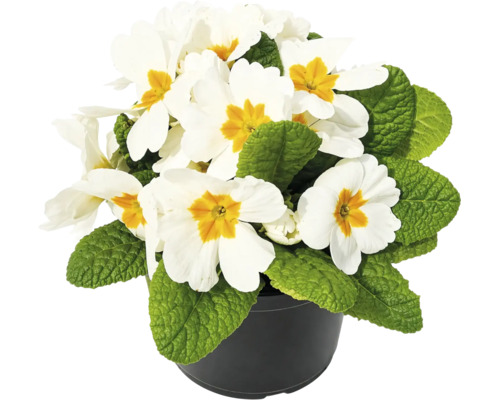 Primulă Primula acaulis albă cu mijloc galben în ghiveci de plastic negru.