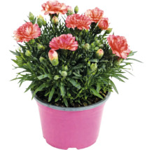 Garoafă Dianthus într-un ghiveci roz cu flori de culoarea somonului și boboci verzi.