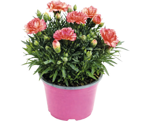 Garoafă Dianthus într-un ghiveci roz cu flori de culoarea somonului și boboci verzi.