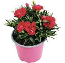 Garoafă Dianthus înflorită în ghiveci de plastic.