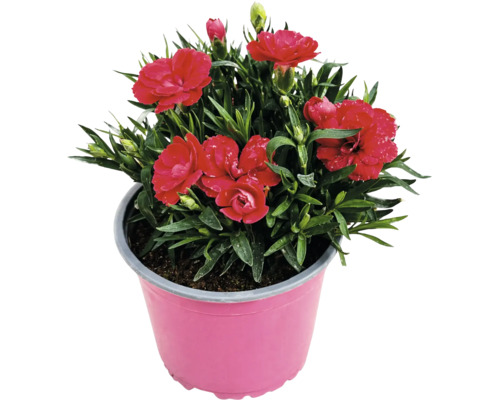 Garoafă Dianthus înflorită în ghiveci de plastic.