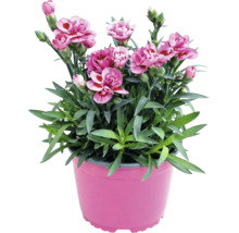 Plantă Dianthus cu flori roz cu mijloc închis în ghiveci de plastic roz.