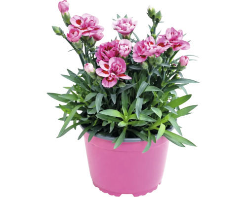 Plantă Dianthus cu flori roz cu mijloc închis în ghiveci de plastic roz.