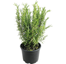 Plantă de rozmarin în ghiveci de plastic, plantă aromatică pentru bucătărie și grădină.