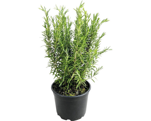 Plantă de rozmarin în ghiveci de plastic, plantă aromatică pentru bucătărie și grădină.