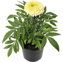 Crăiță Tagetes în ghiveci cu floare galben deschis și frunze verzi dințate.