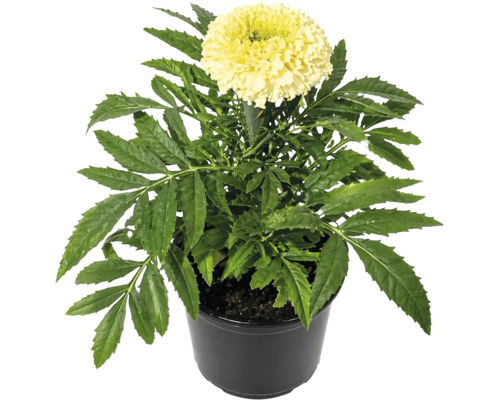 Crăiță Tagetes în ghiveci cu floare galben deschis și frunze verzi dințate.