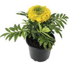 Crăițe Tagetes erecta cu floare galbenă în ghiveci de plastic negru.