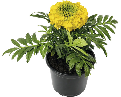 Crăițe Tagetes erecta cu floare galbenă în ghiveci de plastic negru.