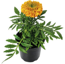 Crăiță Tagetes erecta portocalie cu frunze verzi într-un ghiveci negru.