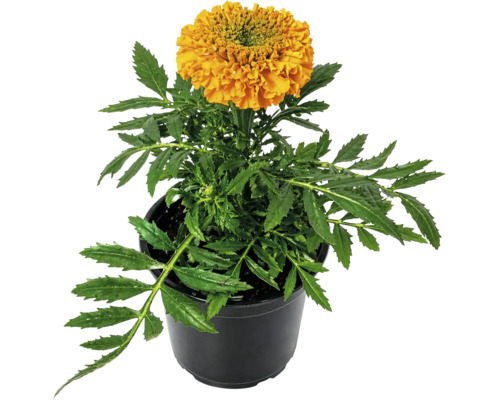 Crăiță Tagetes erecta portocalie cu frunze verzi într-un ghiveci negru.