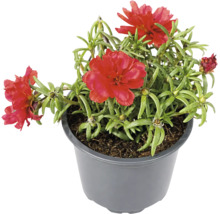 Portulaca cu flori duble roșii în ghiveci de plastic gri.