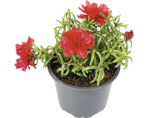 Portulaca cu flori duble roșii în ghiveci de plastic gri.
