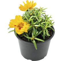 Portulacă galbenă cu frunze verzi într-un ghiveci din plastic negru.