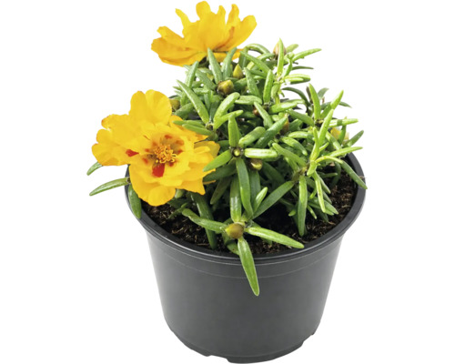 Portulacă galbenă cu frunze verzi într-un ghiveci din plastic negru.