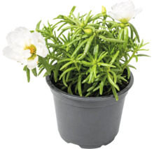 Portulaca cu flori albe într-un ghiveci de plastic închis la culoare.
