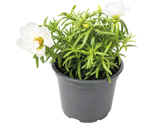 Portulaca cu flori albe într-un ghiveci de plastic închis la culoare.
