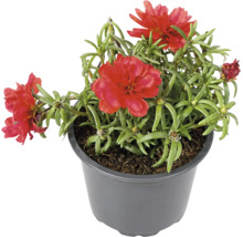 Portulacă Portulaca grandiflora cu flori roșii într-un ghiveci din plastic gri.