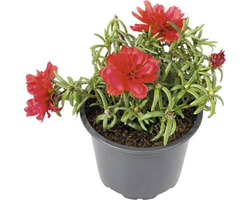 Portulacă Portulaca grandiflora cu flori roșii într-un ghiveci din plastic gri.