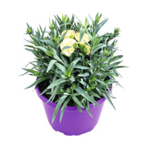 Garoafă cu flori galben deschis și frunze verzi într-un ghiveci din plastic mov.