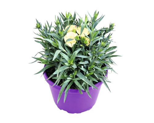 Garoafă cu flori galben deschis și frunze verzi într-un ghiveci din plastic mov.