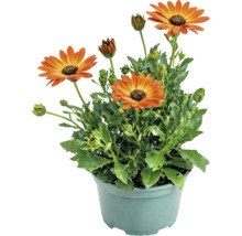 Osteospermum înflorit cu flori portocalii și frunze verzi într-un ghiveci de plastic.