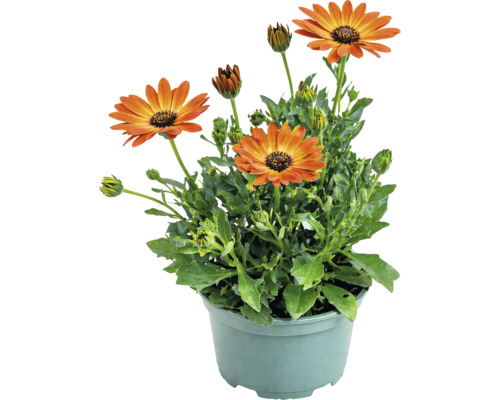 Osteospermum înflorit cu flori portocalii și frunze verzi într-un ghiveci de plastic.