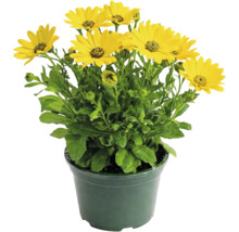 Margareta africană galbenă (Osteospermum) în ghiveci verde cu mai multe flori și frunze verzi.