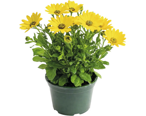 Margareta africană galbenă (Osteospermum) în ghiveci verde cu mai multe flori și frunze verzi.