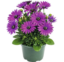 Margareta africană Osteospermum cu flori violete în ghiveci de producție verde.