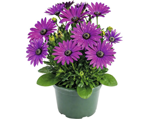 Margareta africană Osteospermum cu flori violete în ghiveci de producție verde.