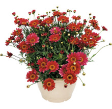 Margaretă tufă Argyranthemum frutescens cu flori roșii în ghiveci.
