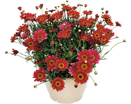 Margaretă tufă Argyranthemum frutescens cu flori roșii în ghiveci.