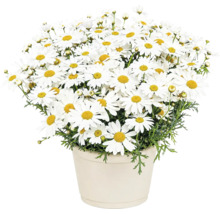 Margaretă albă Argyranthemum într-un ghiveci de flori deschis la culoare cu frunze verzi