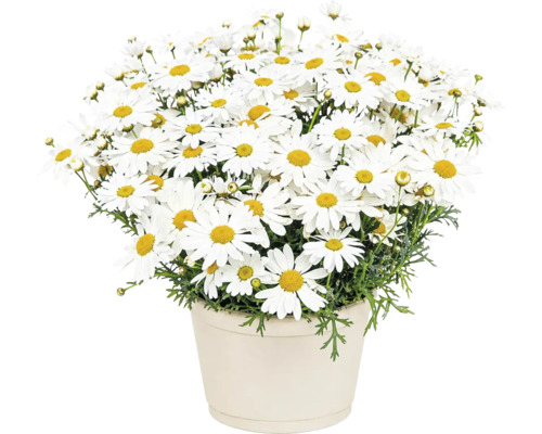 Margaretă albă Argyranthemum într-un ghiveci de flori deschis la culoare cu frunze verzi