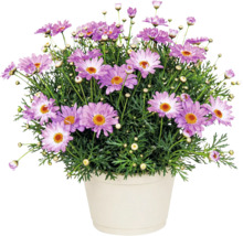 Margaretă tufă Argyranthemum frutescens în ghiveci cu flori mov și centru galben.