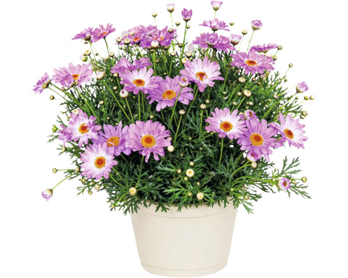 Margaretă tufă Argyranthemum frutescens în ghiveci cu flori mov și centru galben.