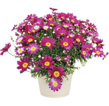 Margareta Argyranthemum frutescens înflorită cu flori roz într-un ghiveci din plastic de culoare deschisă.