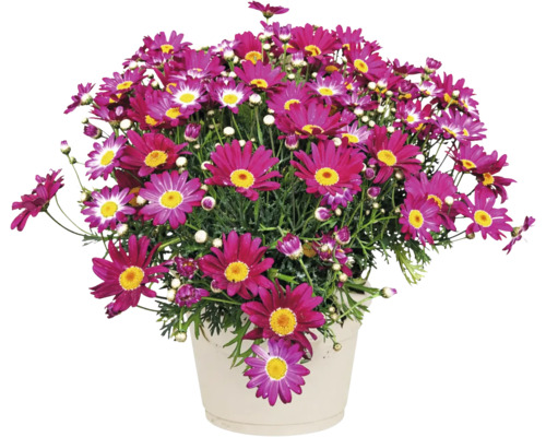 Margareta Argyranthemum frutescens înflorită cu flori roz într-un ghiveci din plastic de culoare deschisă.