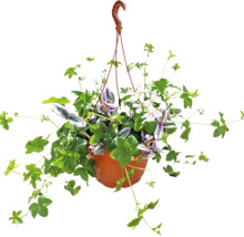 Ghiveci suspendat cu diverse plante de balcon într-un ghiveci din plastic cu cârlig pentru agățare.