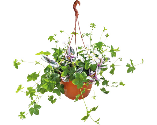 Ghiveci suspendat cu diverse plante de balcon într-un ghiveci din plastic cu cârlig pentru agățare.