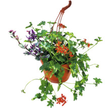 Ghiveci suspendat cu diverse plante, cum ar fi mușcate și Tradescantia.
