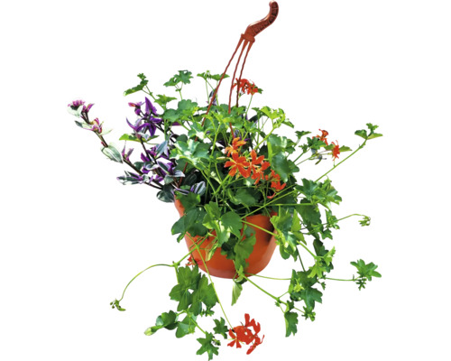 Ghiveci suspendat cu diverse plante, cum ar fi mușcate și Tradescantia.