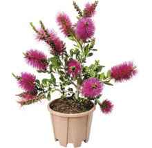 Callistemon cu flori de culoare magenta într-un ghiveci de plastic bej.