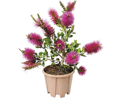 Callistemon cu flori de culoare magenta într-un ghiveci de plastic bej.