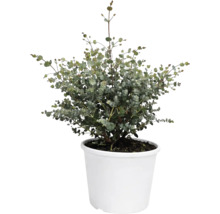 Plantă de eucalipt într-un ghiveci alb, potrivită ca plantă de interior sau de grădină.