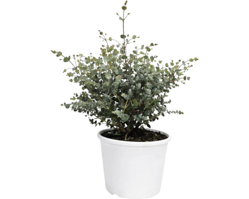 Plantă de eucalipt într-un ghiveci alb, potrivită ca plantă de interior sau de grădină.