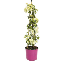 Bougainvillea albă pe spalier de bambus în ghiveci roz.