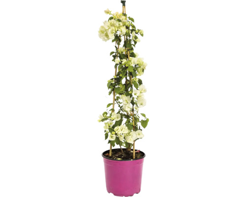 Bougainvillea albă pe spalier de bambus în ghiveci roz.
